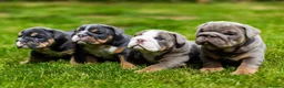 English Bulldog dogs for sale: English Bulldog Puppies  - Advert 1