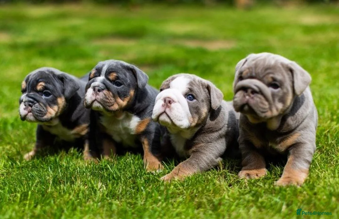 English Bulldog dogs for sale: English Bulldog Puppies  - Advert 1