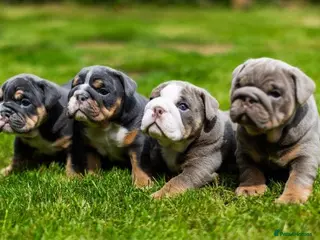English Bulldog dogs DWKC English Bulldog Puppies - Advert 14