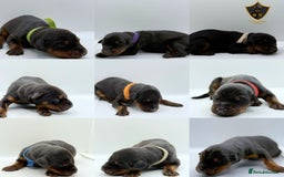 Dobermann dogs for sale: 🐾 Black Females available / Kc Puppies🐾 - Image 3