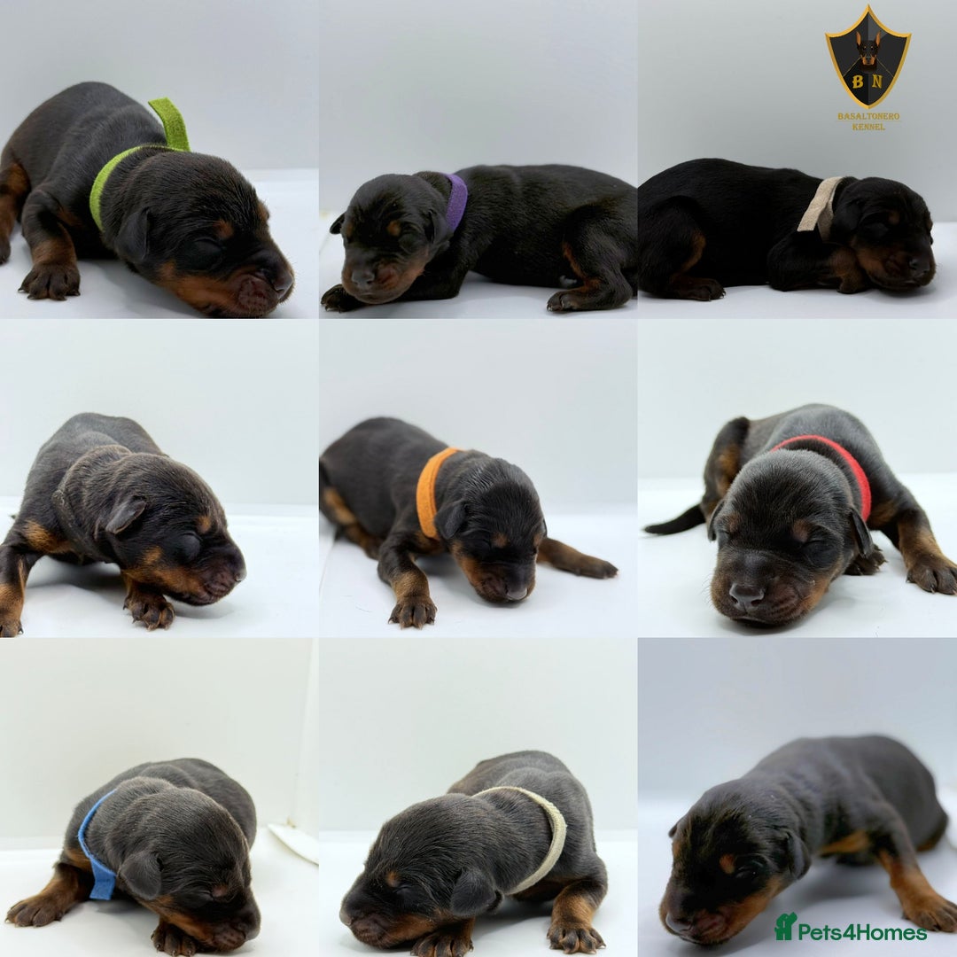Dobermann dogs for sale: 🐾 Black Females available / Kc Puppies🐾 - Image 3