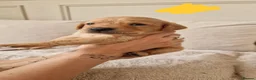 Labrador Retriever dogs for sale: Golden Labrador puppies (shorthair) - Advert 6