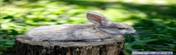 Mixed Breed rabbits for sale: Baby rabbits - Advert 3