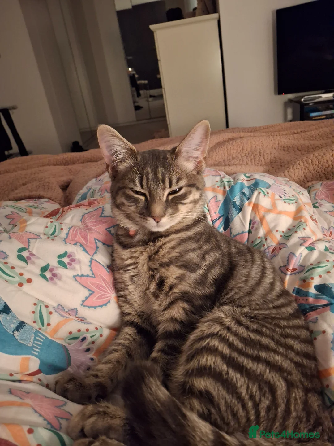 Bengal cats for sale: 2 yr old cat in Wallasey - Advert 2