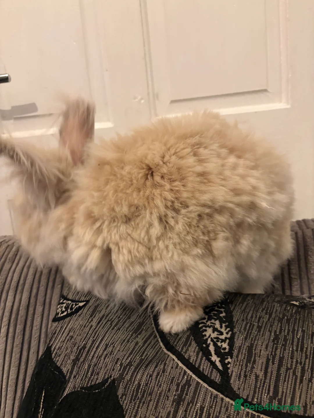 Mini Lion Lop rabbits for sale: Adult bunny rabbits 3 available  - Advert 11