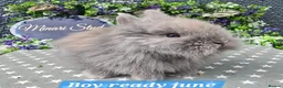 Lionhead rabbits for sale: Gorgeous purebred lionheads ready now  - Advert 3