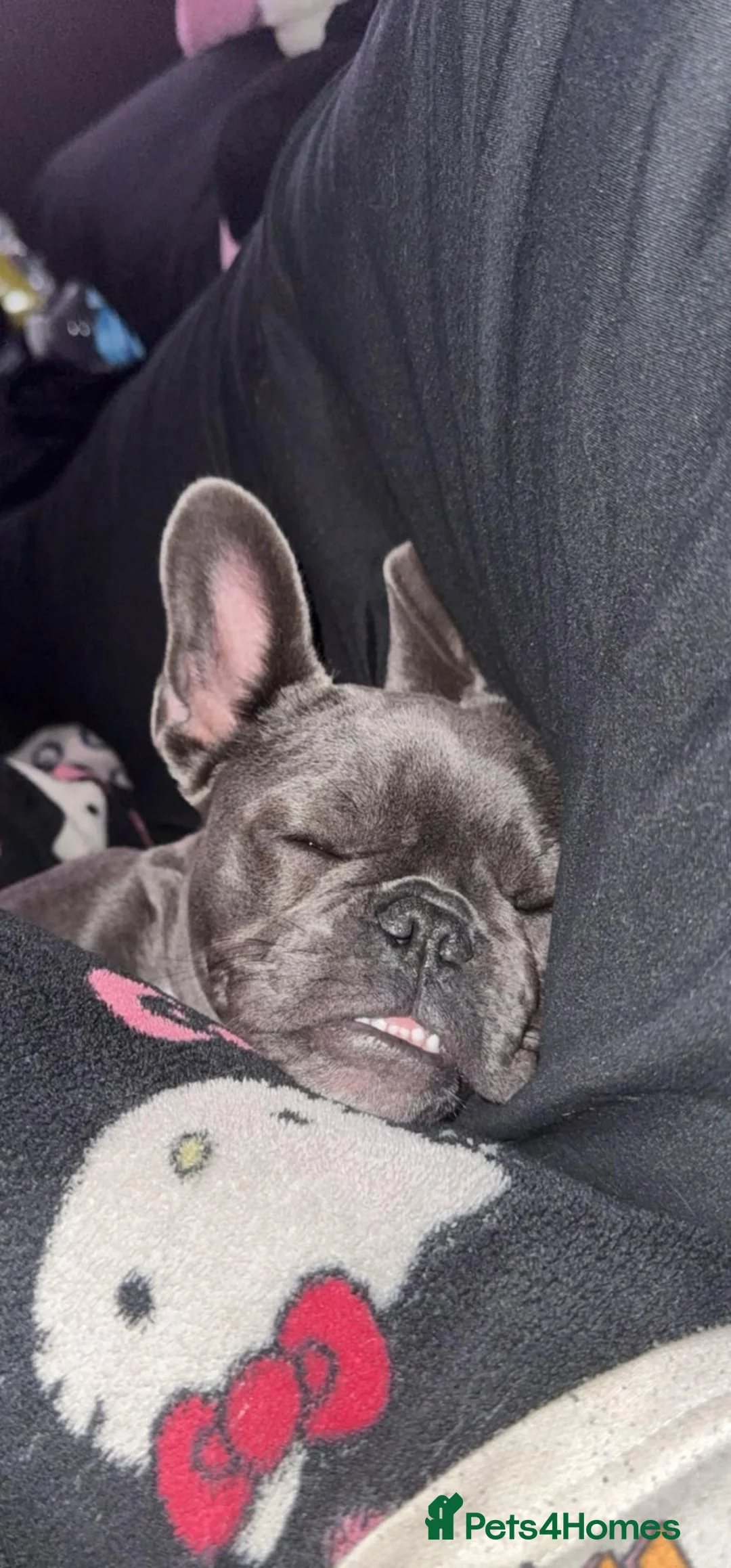 French Bulldog dogs for sale: Chloe french bull dog 6 months old kc registered in Stratford-upon-Avon - Advert 2