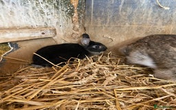 English Lop rabbits for sale: Beautiful Netherland dwarf babies for sale  - Image 5