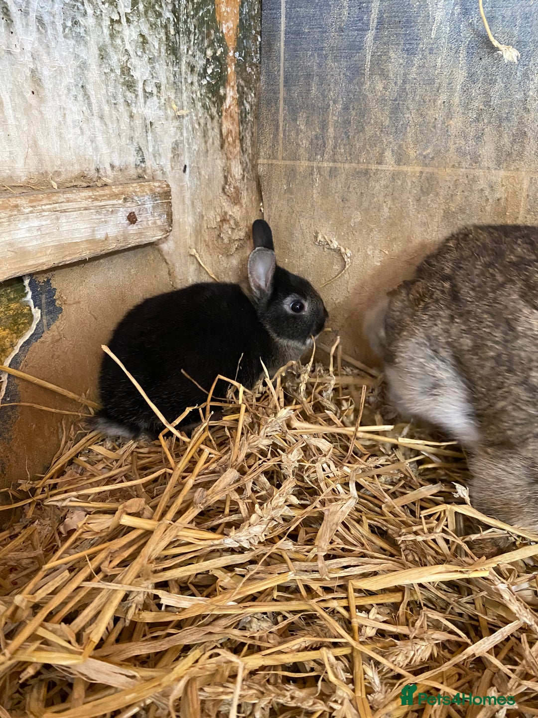 English Lop rabbits for sale: Beautiful Netherland dwarf babies for sale  - Image 5