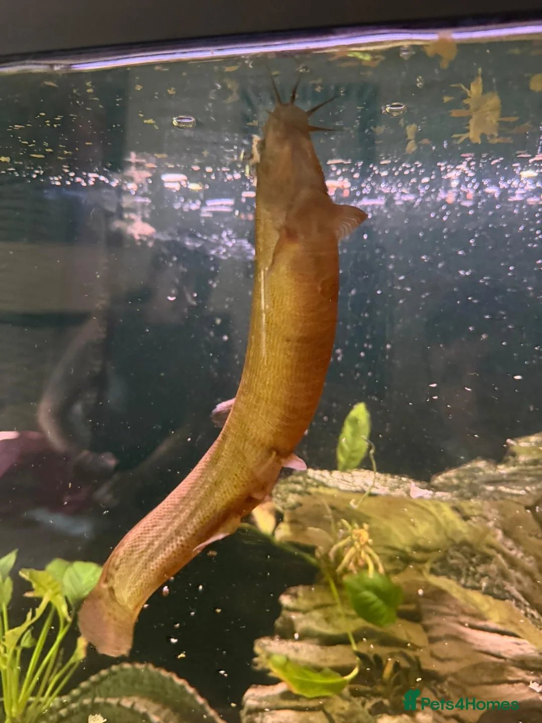 Loaches fish for sale: Weather loaches  - Advert 2