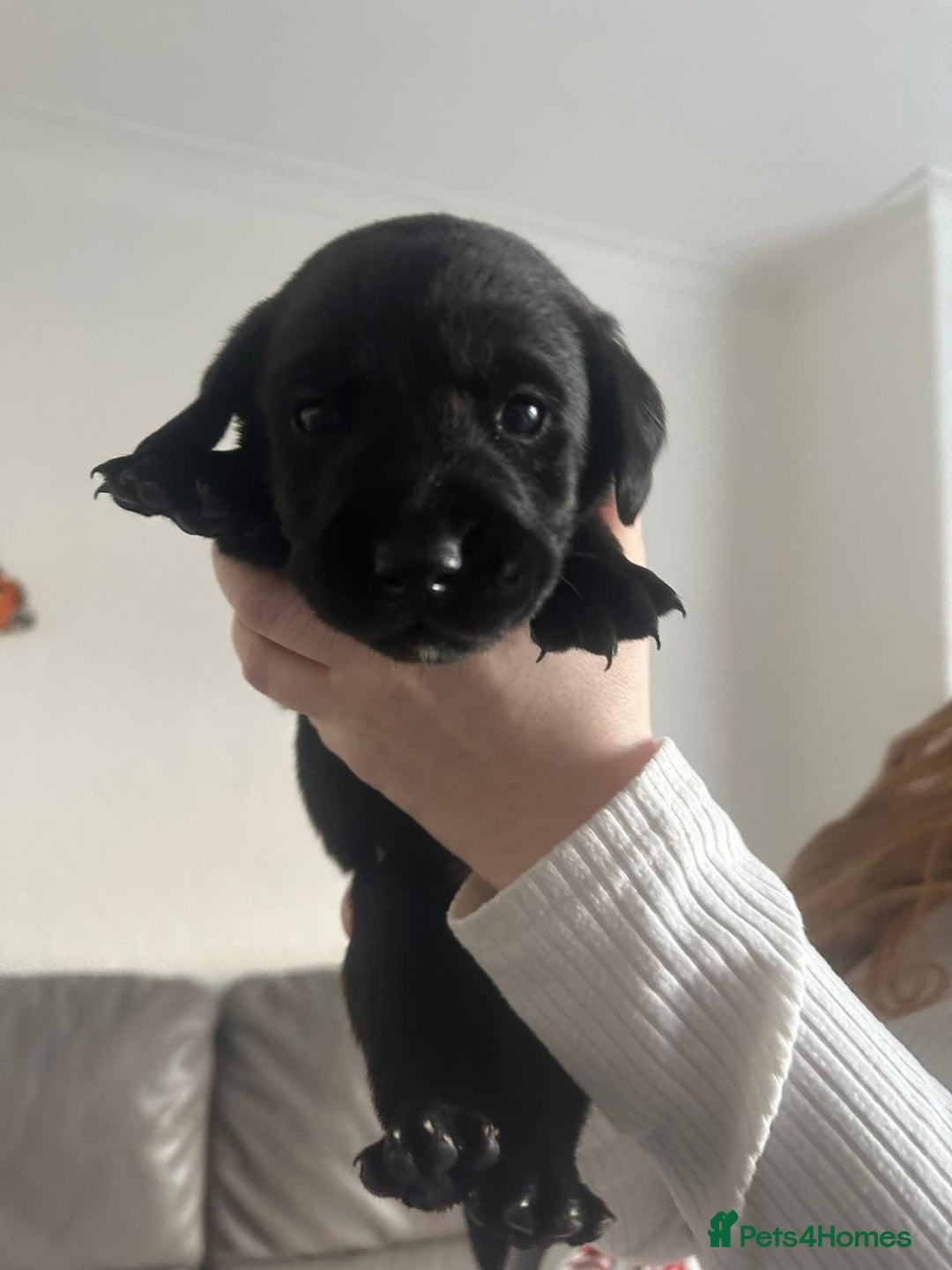 Springador dogs for sale: Labrador puppies - Advert 33