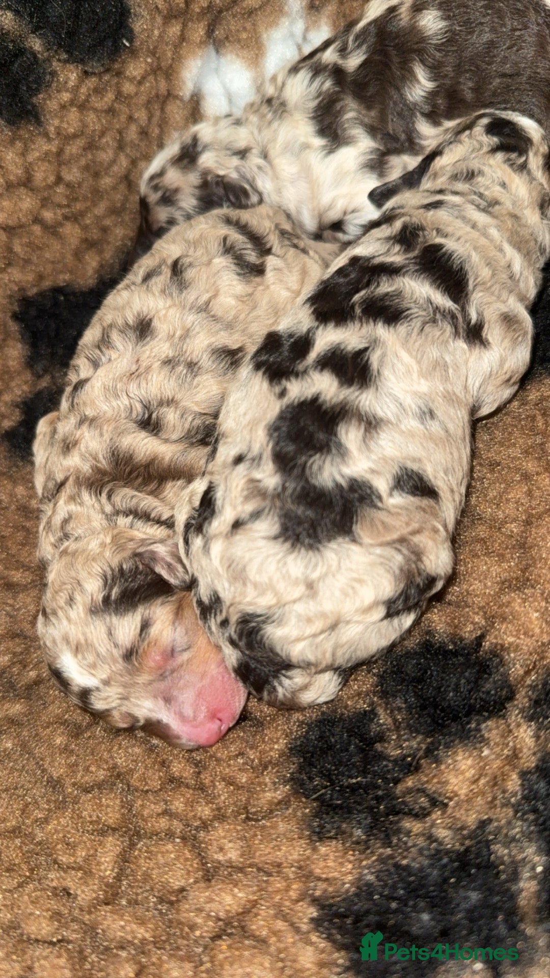 Toy Poodle dogs CHOCOLATE MERLE Toy Poodles 🍫 🐩  - Advert 2