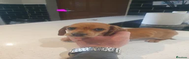 Dachshund Puppy 6