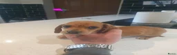 Dachshund dogs for sale: Daschund puppies 🐶 £900 ovno - Advert 6