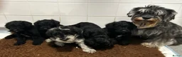 Schnoodle dogs for sale: Miniature F1 Schnoodles Puppies  - Advert 1