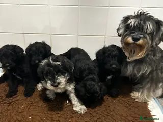 Schnoodle dogs Miniature F1 Schnoodles Puppies - Advert 1