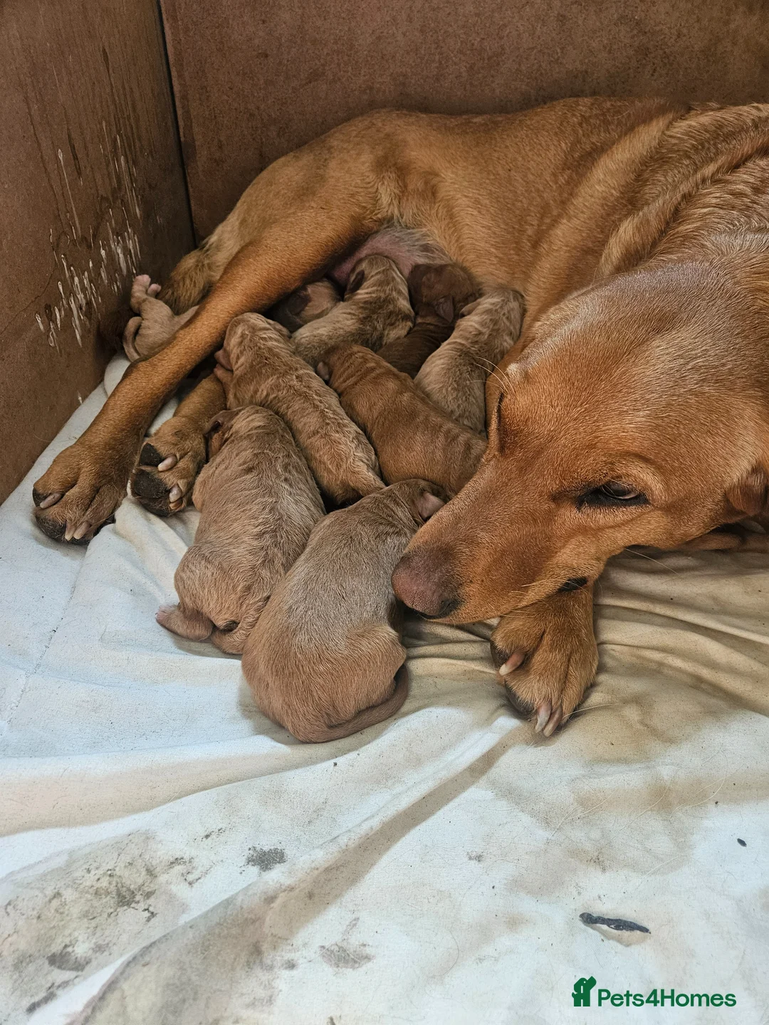Labradoodle dogs for sale: Rare F1 Labradoodle Puppies KC Registered  in Ruthin - Advert 2