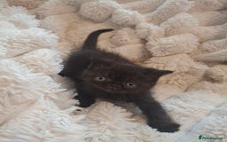 Exotic cats for sale: Beautiful Exotic kittens💫 - Image 6