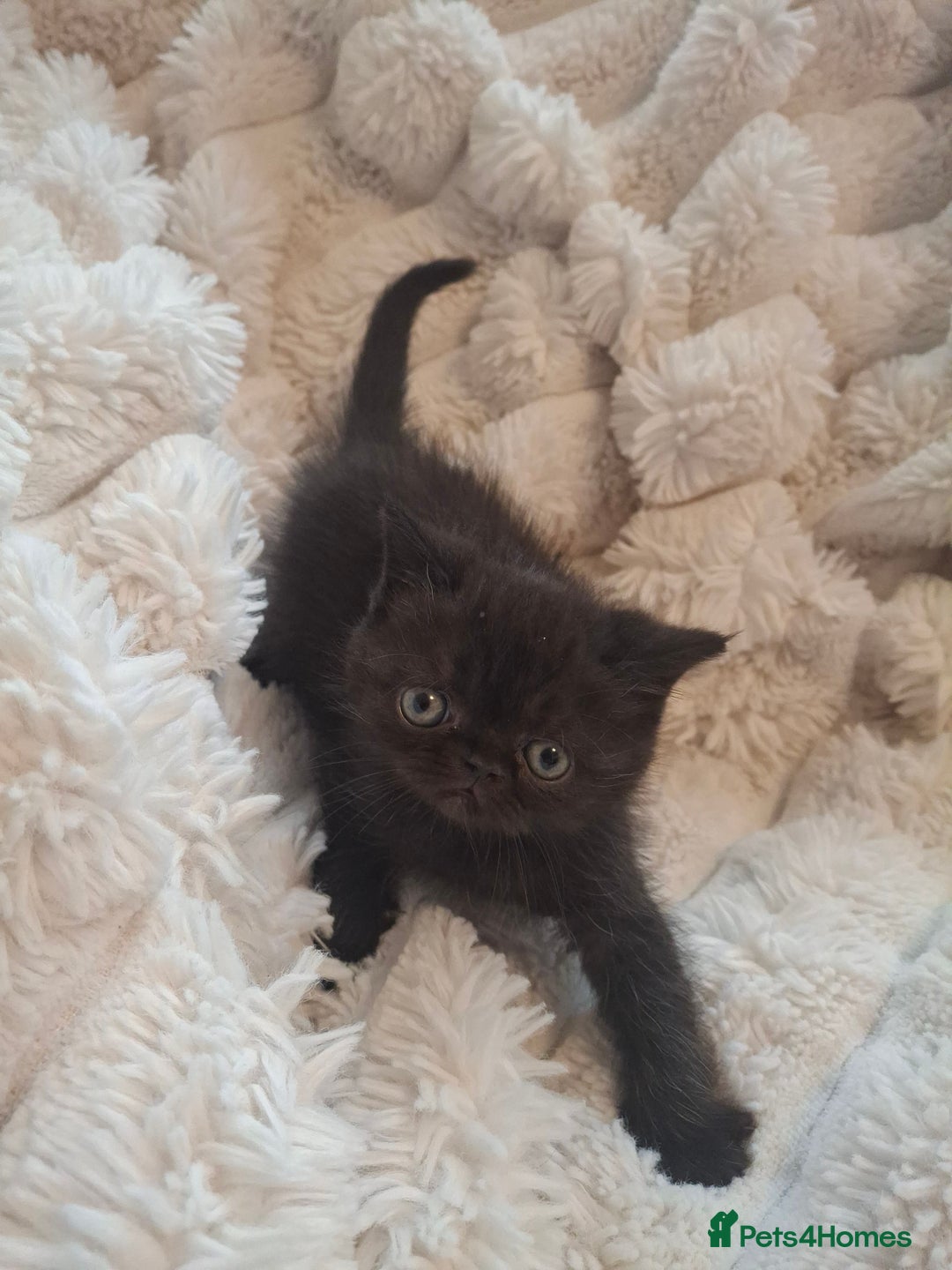 Exotic cats for sale: Beautiful Exotic kittens💫 - Image 6