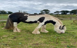 Irish Cob horses for sale: Stunning 2year old cob gelding  - Image 1