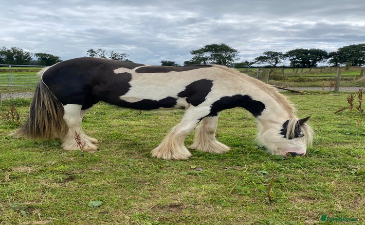Irish Cob horses - Advert 6
