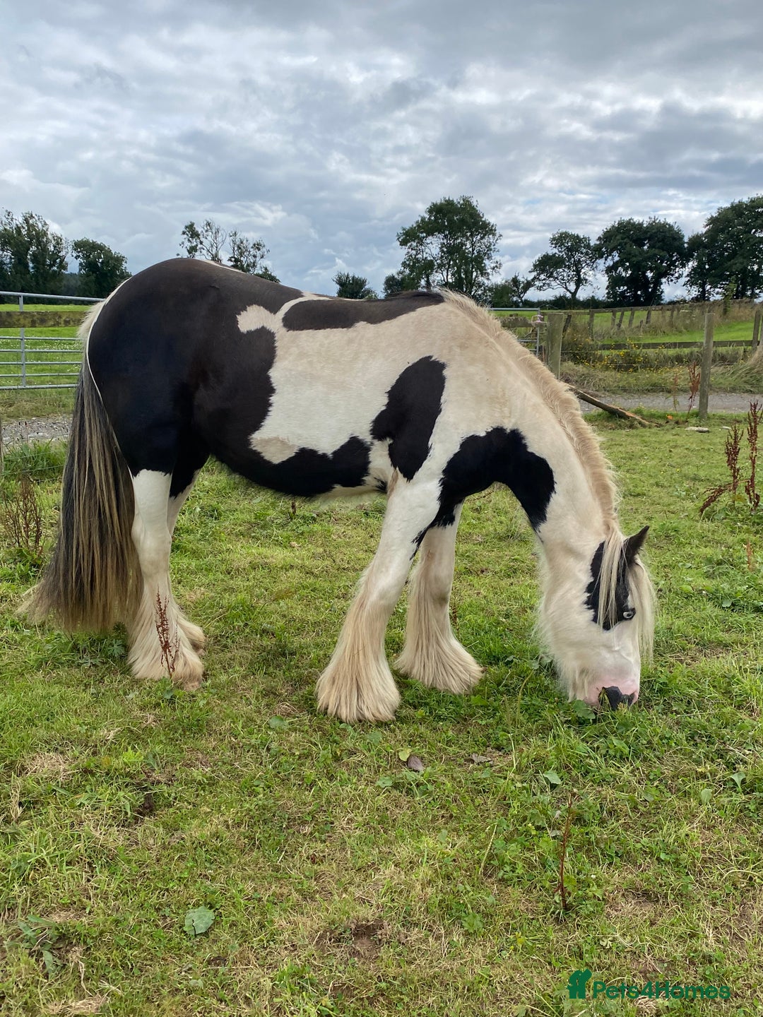 Irish Cob horses for sale: Stunning 2year old cob gelding  - Image 1