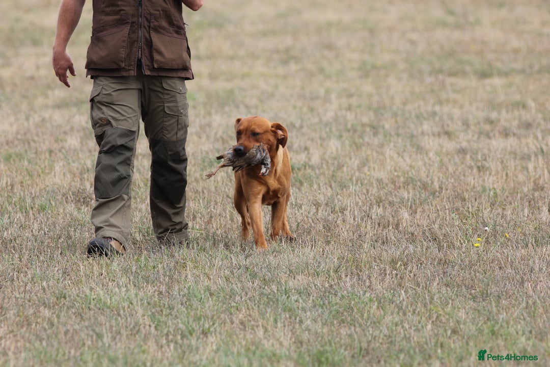 Labrador Retriever dogs for stud: At Stud Autumnsoak Delphinium Bryn Hips 0/0 - Advert 8