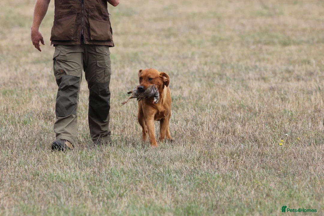 Labrador Retriever dogs for stud: At Stud Autumnsoak Delphinium Bryn Hips 0/0 - Advert 8