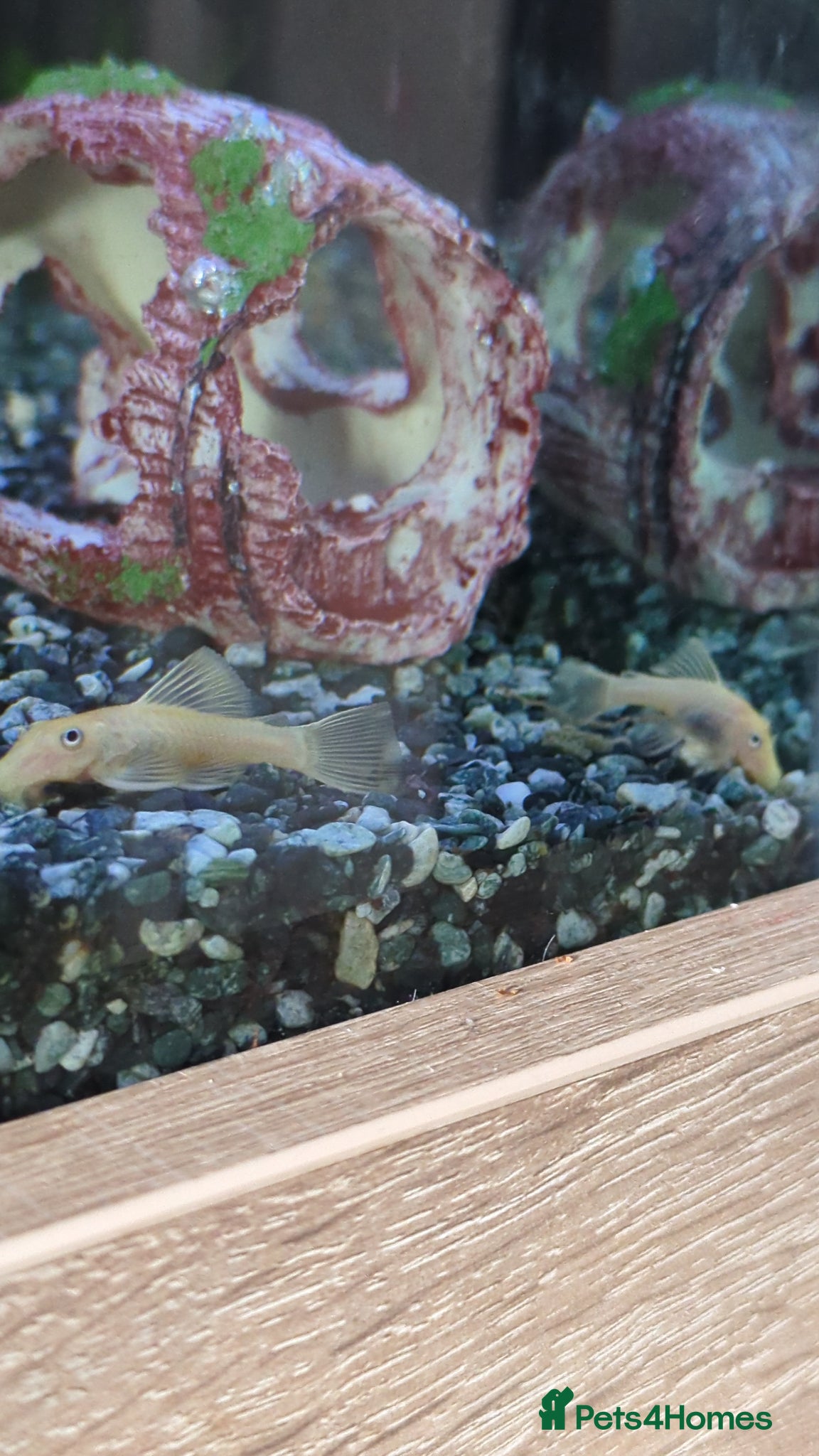 Catfish fish for sale: L144 lemon bristlenose plecos  in Maryport - Advert 2