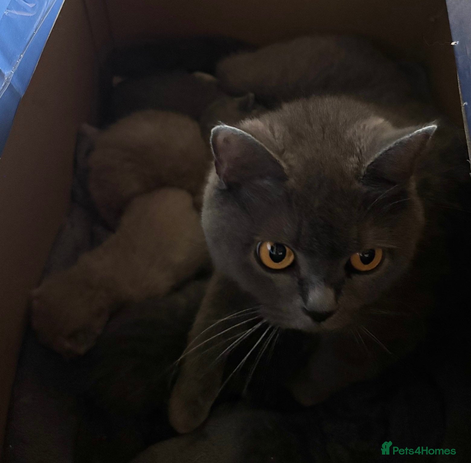 British Shorthair cats Pedigree British Blue/ Lilac Kittens - Advert 3