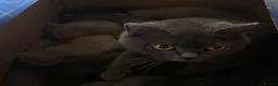 British Shorthair cats for sale: Pedigree British Blue/ Lilac Kittens - Advert 1