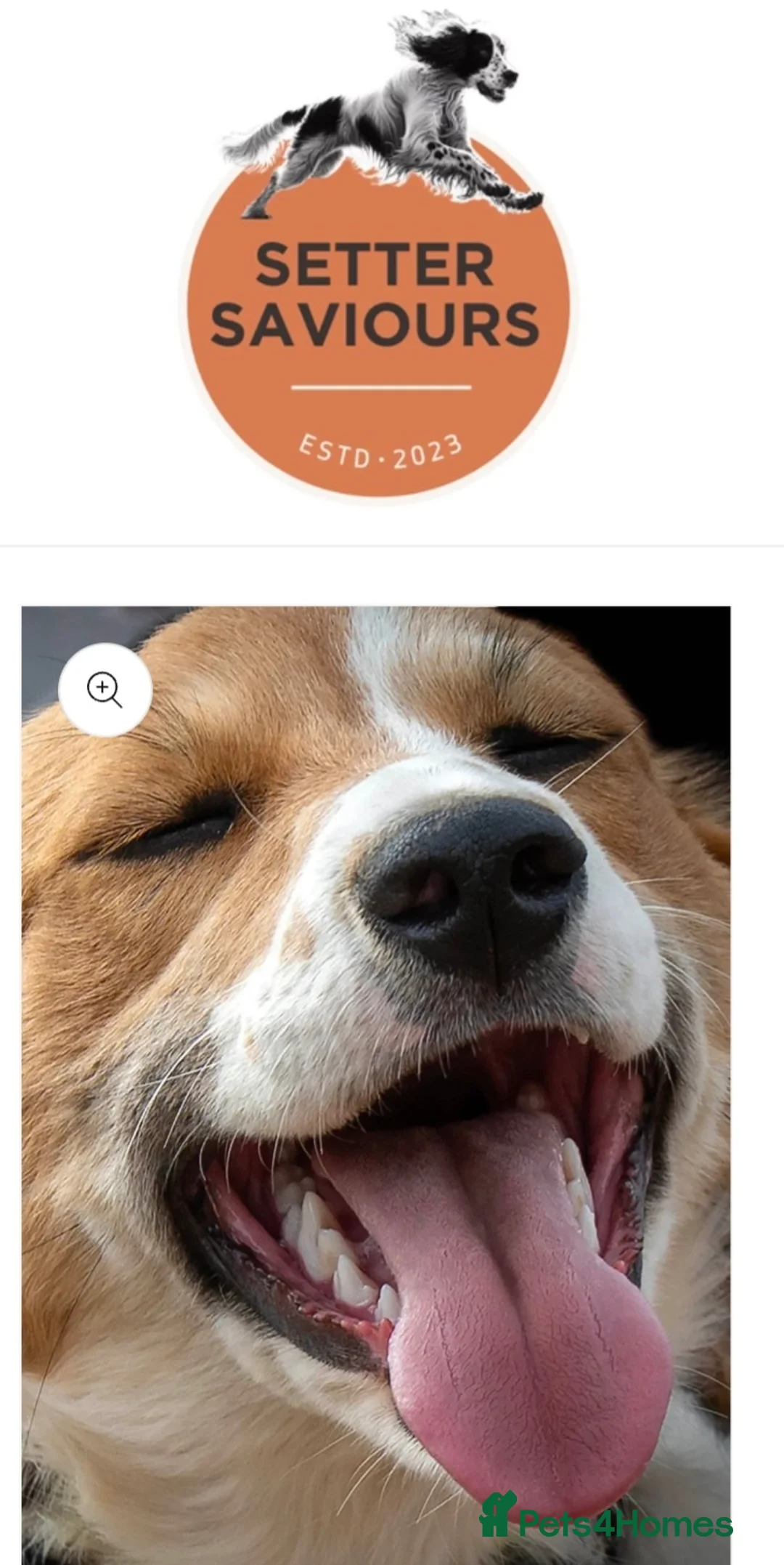 English Setter dogs for adoption: Rachel - Advert 2