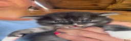 Maine Coon cats for sale: Maine Coon Kitten  - Advert 3