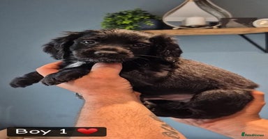 Sprocker dogs - Advert 1