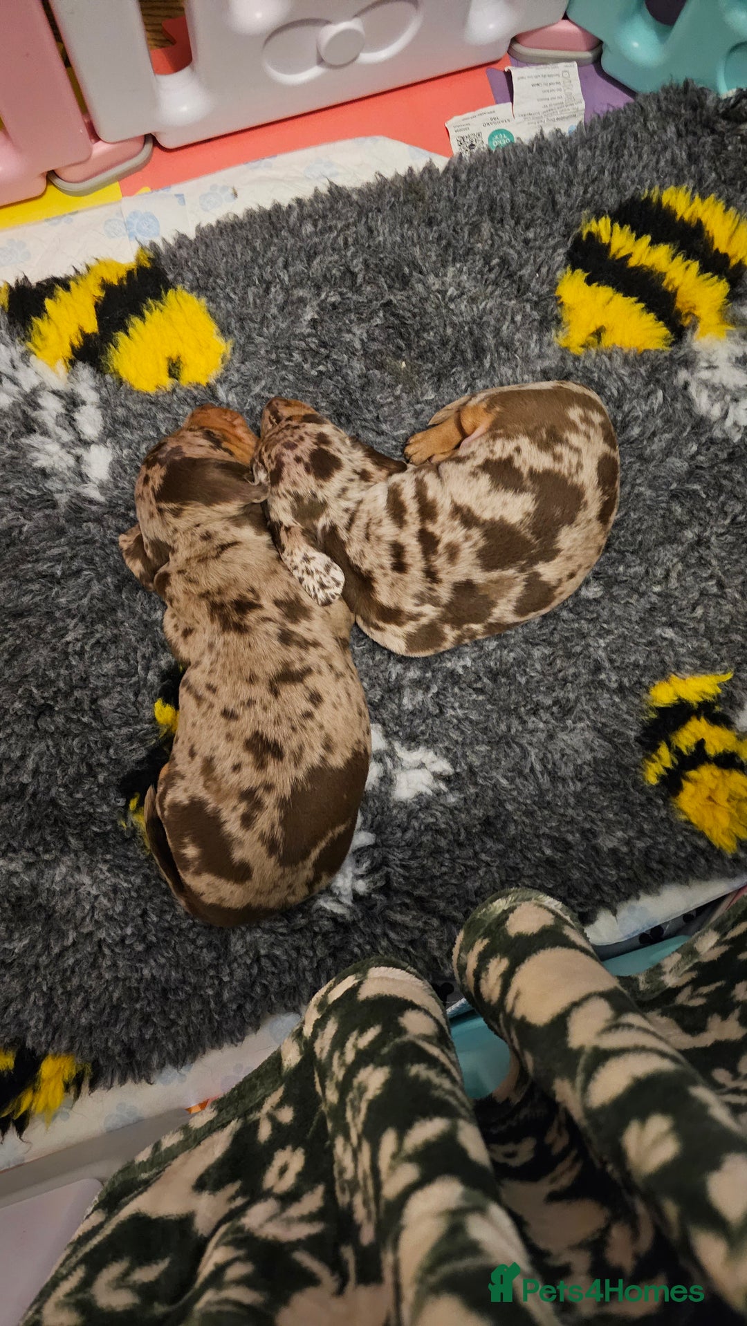 Miniature Dachshund dogs for sale: Two Beautiful Boys - Advert 11