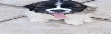 Saint Bernard 3