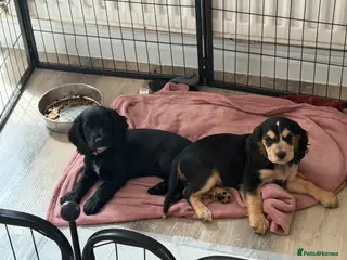Cocker Spaniel dogs 🚨1 little girl 1 little boy left 🚨REDUCED🚨 - Advert 1