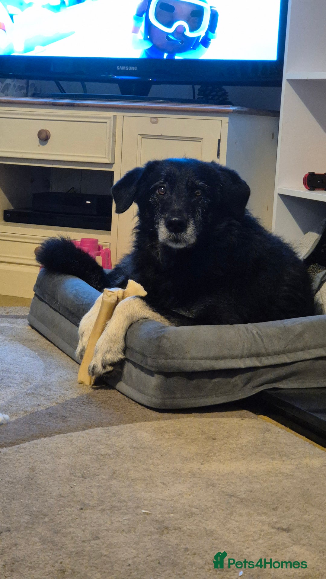 Mixed Breed dogs for sale: 4 year old large male dog. PLEASE READ DESCRIPTION - Advert 1