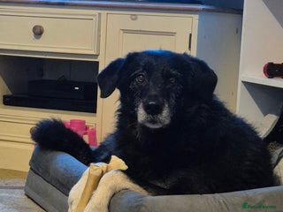 Mixed Breed dogs 4 year old large male dog. PLEASE READ DESCRIPTION - Advert 1