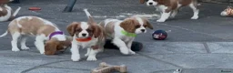 Cavalier King Charles Spaniel dogs for sale: Cavalier King Charles Spaniel Puppies  - Advert 6