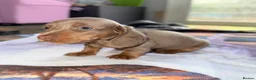 Miniature Dachshund dogs for sale: Beautiful miniature dachshund pups.  - Advert 17