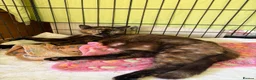 Domestic Shorthair cats for adoption: 🐾 Meet Marbles 🧡 1 yr old rescue cat needs home - Advert 3