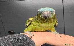 Parrots birds for sale: Stunning Handreared Amazon's ready now!!! - Image 6