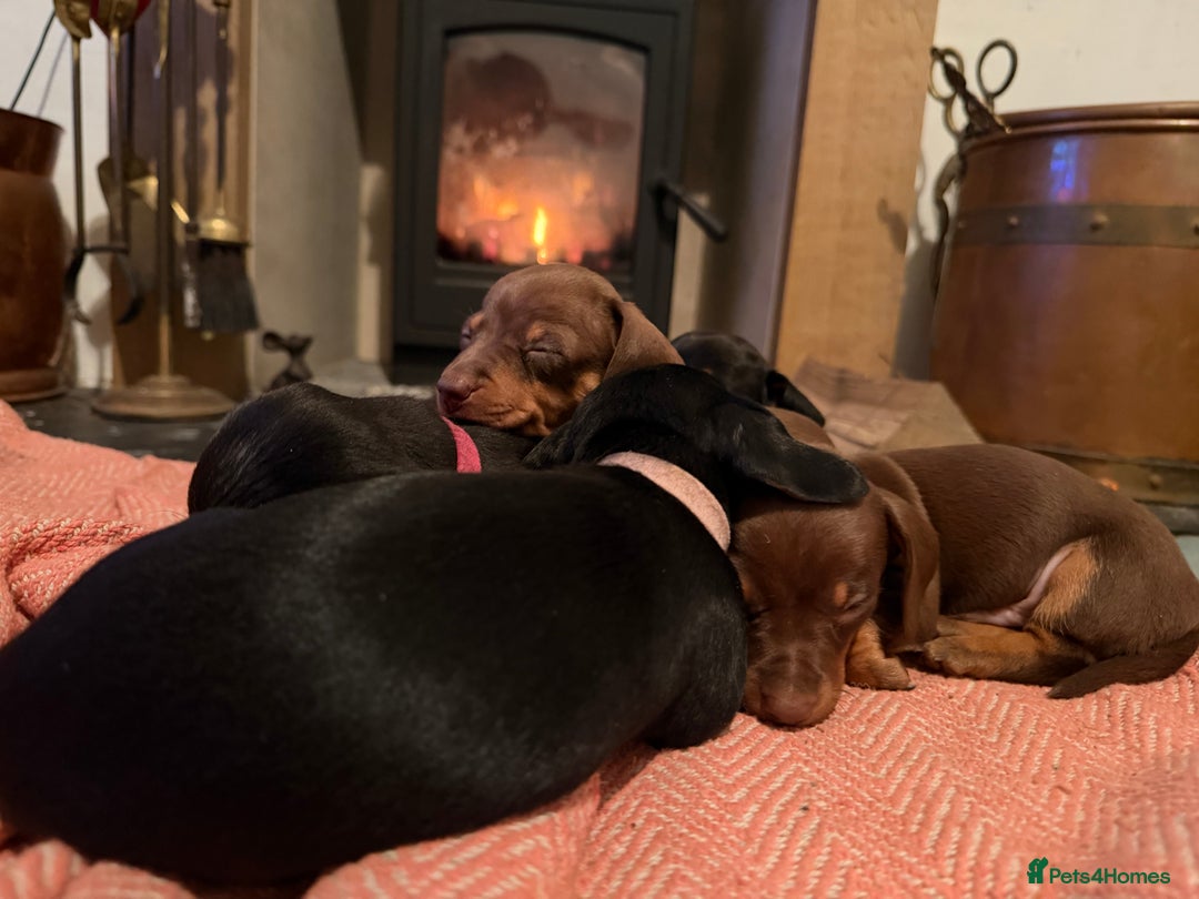 Miniature Dachshund dogs for sale: Beautiful miniatures for sale - ready 17th january - Advert 2