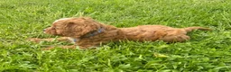 Cavapoo dogs for sale: Toy Cavapoo Puppies - Advert 19