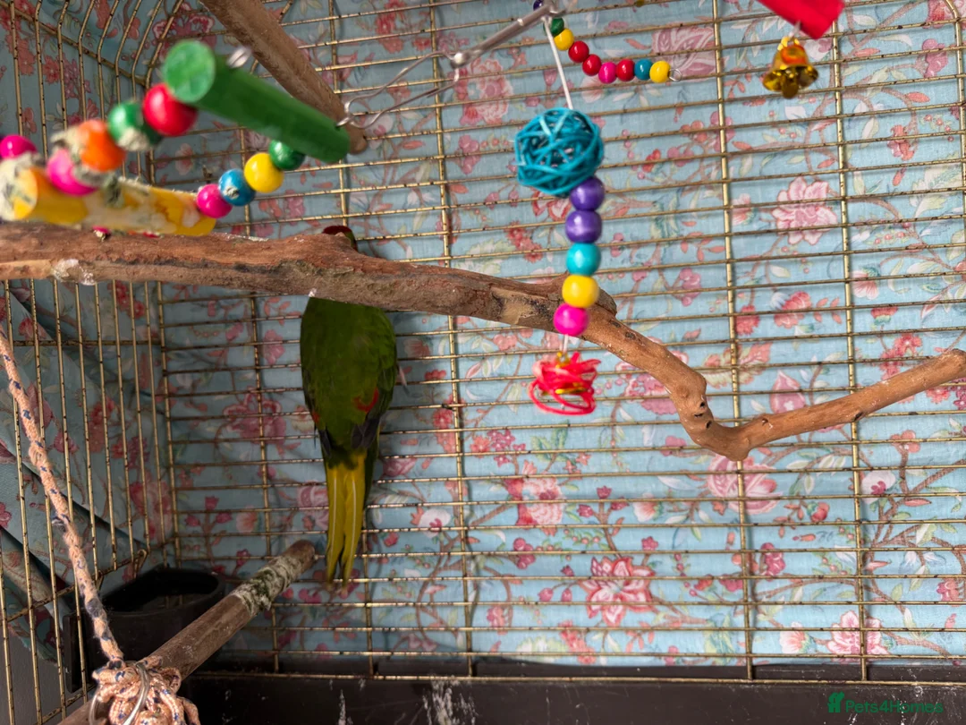 Mixed Breed birds for sale: Kakariki bird with cage  - Advert 2