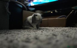 Mixed Breed rabbits for sale: Male Rabbit (Kyber) - Image 2