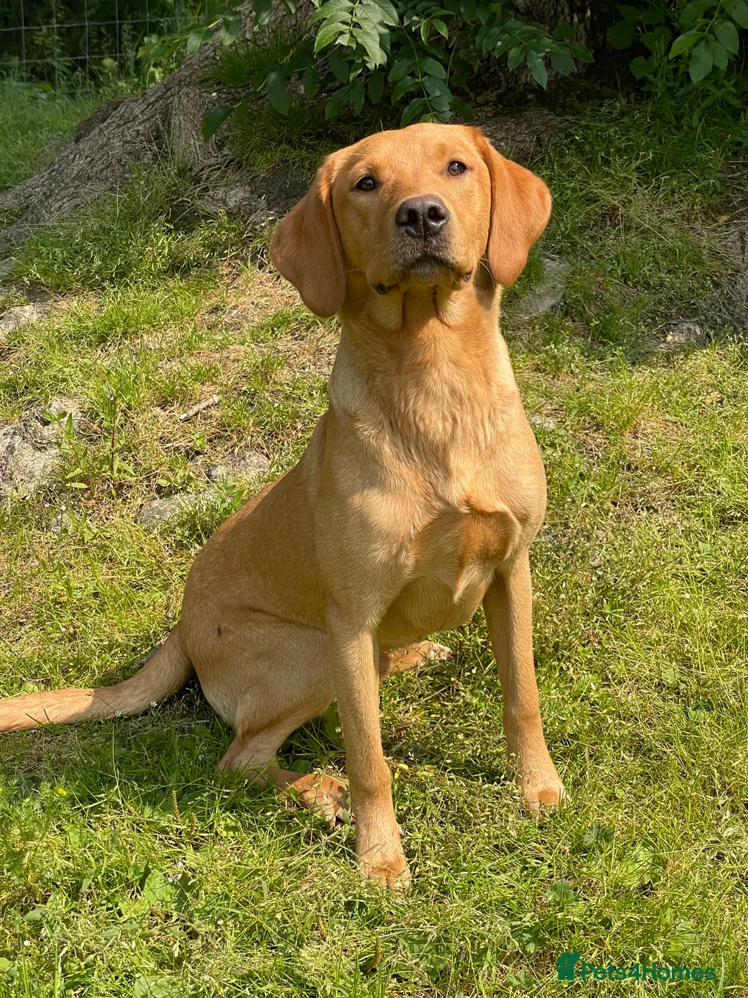 Labrador Retriever dogs for stud: Dark yellow Lab at stud in Dunkeld - Advert 5