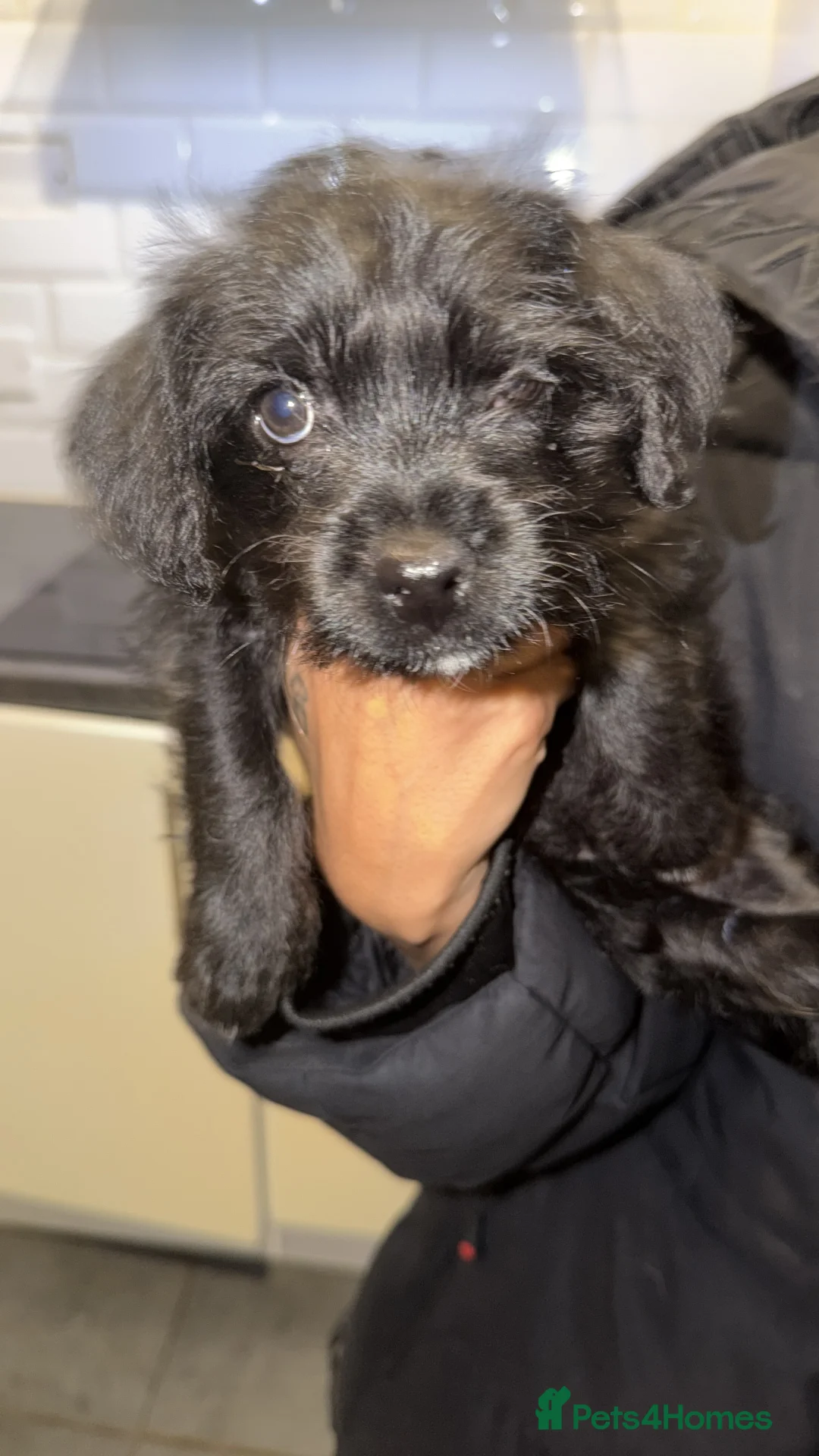 Mixed Breed dogs for sale: Pattapoo puppies poodle x patterdale terrier   - Advert 2