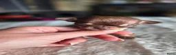 Chihuahua dogs for sale: Beautiful Top Quality Tiny Chihuahua Puppies - Advert 16